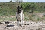 AKITA AMERICAIN 013